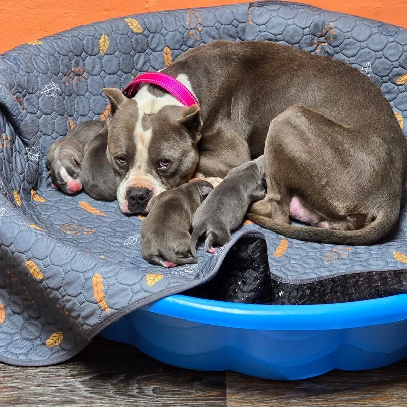 An adult medium-sized female Gray / Blue / Silver English Bulldog dog named Rose Petal for adoption in Cartersville, GA