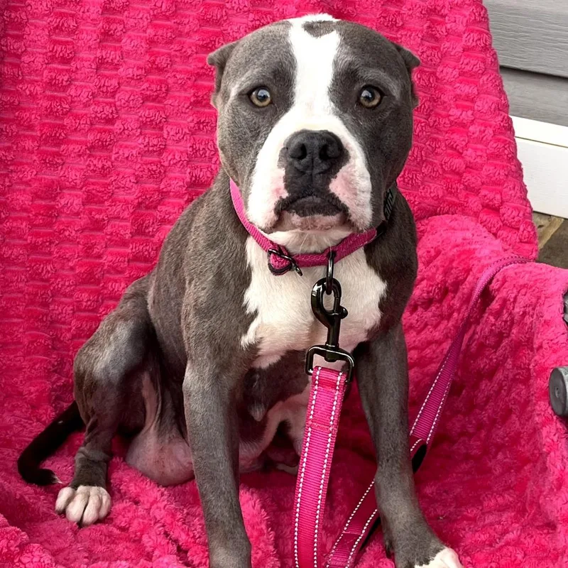 Rose Petal thumbnail 2