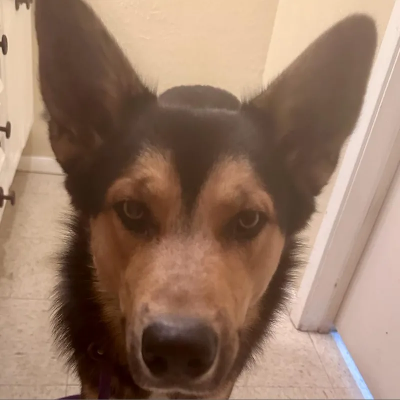 Coltrane thumbnail 4