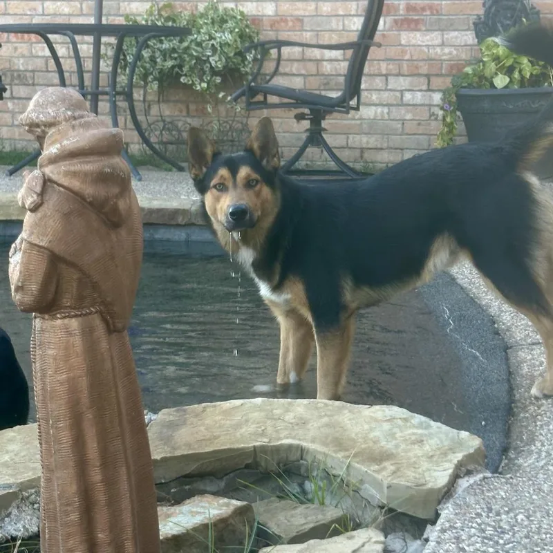 Coltrane thumbnail 5