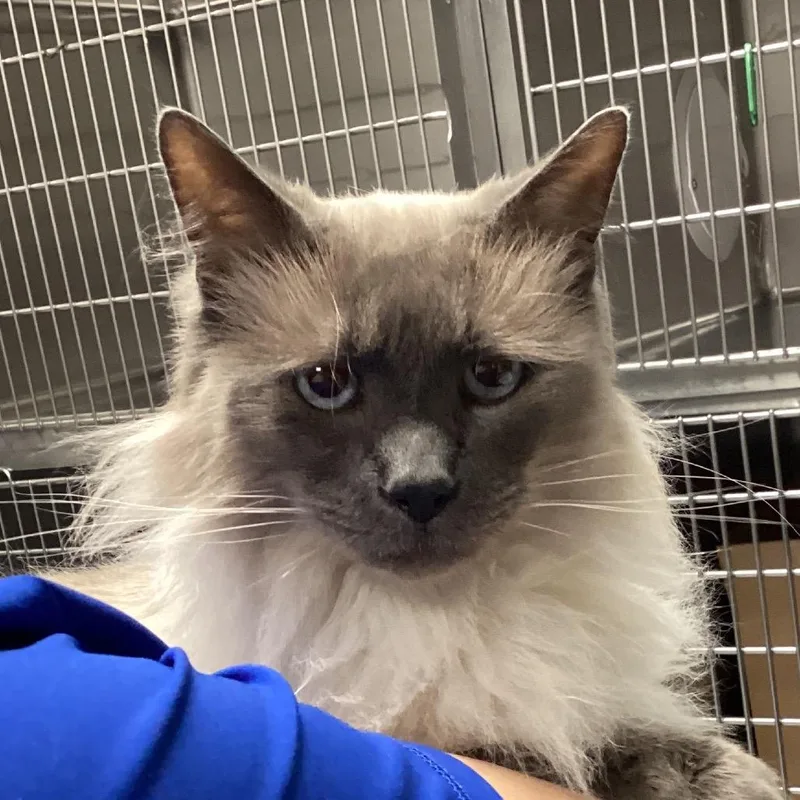 An adult large-sized male Cream / Ivory Domestic Medium Hair cat named Jericho for adoption in Greenville, SC