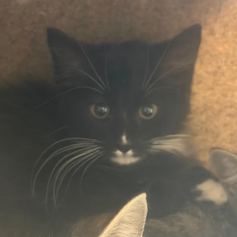 A baby small-sized female Black Domestic Medium Hair cat named Tiabeanie for adoption in Reno, NV