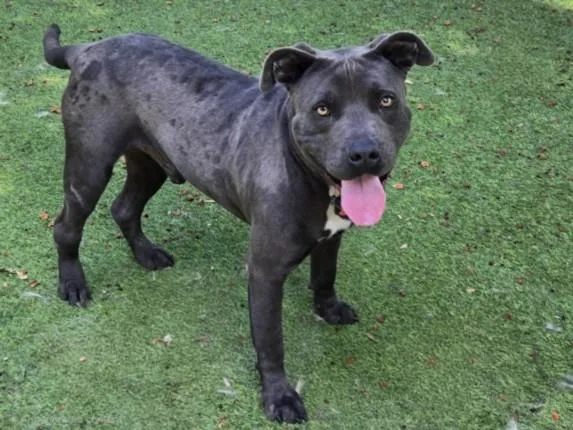A young large-sized male Pit Bull Terrier dog named Anders for adoption in Van Nuys, CA