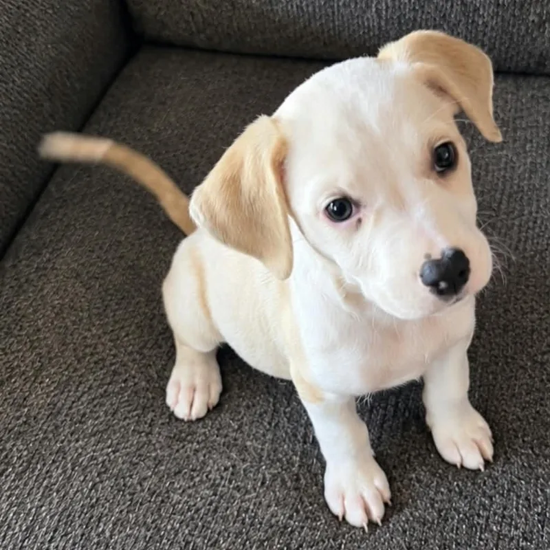 A baby medium-sized female Border Collie dog named Bella Trix for adoption in Brewton, AL