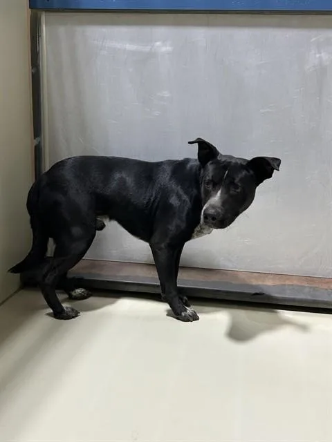 An adult large-sized male Pit Bull Terrier dog named Rocky for adoption in Bakersfield, CA