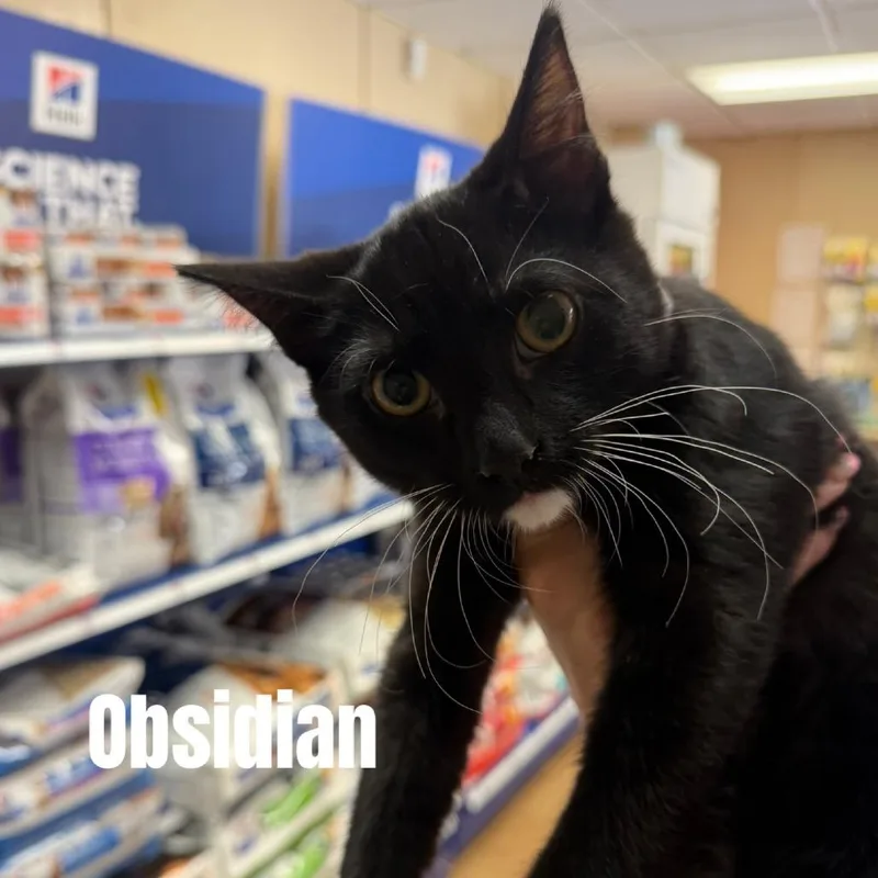 A baby small-sized male Black Domestic Short Hair cat named Obsidian Meet me at for adoption in Buffalo, MN
