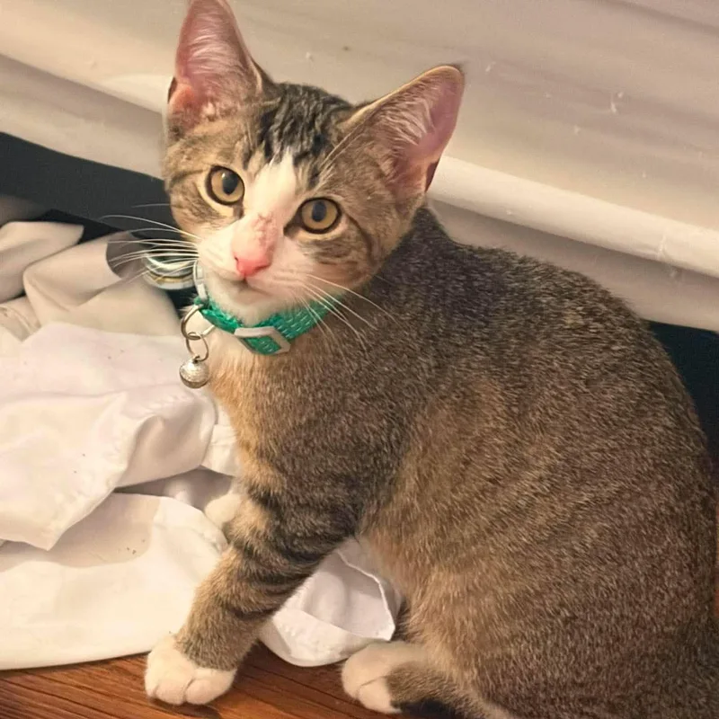 A baby medium-sized male Tabby (Brown / Chocolate) Tabby cat named Mochi fully sponsored for adoption in Harrisburg, PA