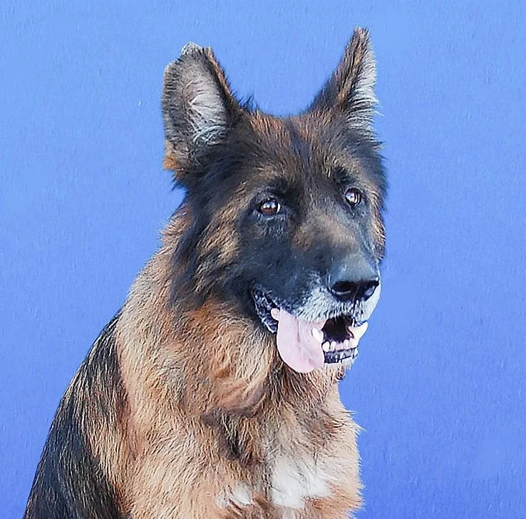 An adult medium-sized female German Shepherd Dog dog named Strawberry for adoption in Pasadena, CA