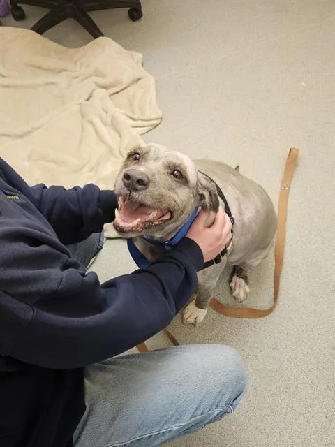 An adult large-sized female Old English Sheepdog dog named Ruffles for adoption in Centerville, MA