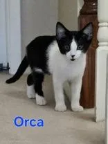 Orca