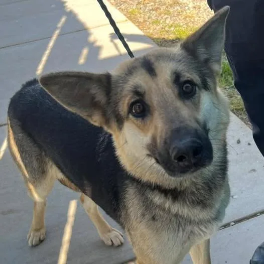 An adult small-sized female Black German Shepherd Dog dog named Vanilli for adoption in Los Banos, CA