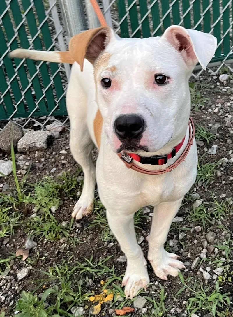 A young medium-sized female White / Cream Mixed Breed dog named Buttercup for adoption in McKeesport, PA