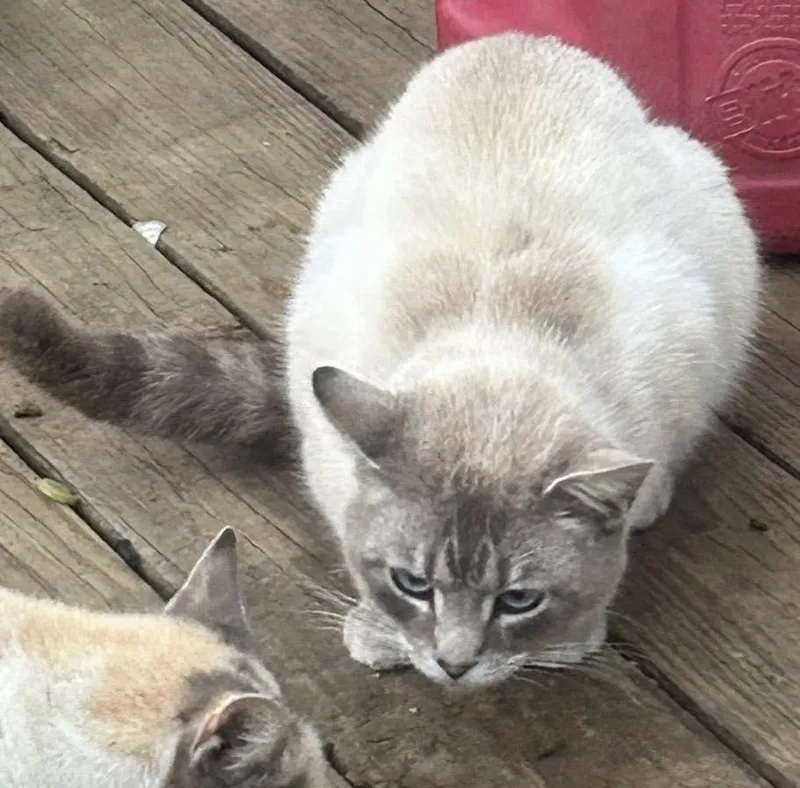 An adult medium-sized male Siamese cat named Brothers Loki And Lupin for adoption in Richmond Dale, OH