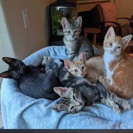 A baby medium-sized male Brown / Chocolate Tabby cat named Sparrow for adoption in Sacramento, CA
