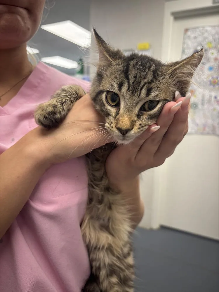 A young small-sized male Tabby (Brown / Chocolate) Domestic Short Hair cat named Dixons for adoption in Evansville, IN