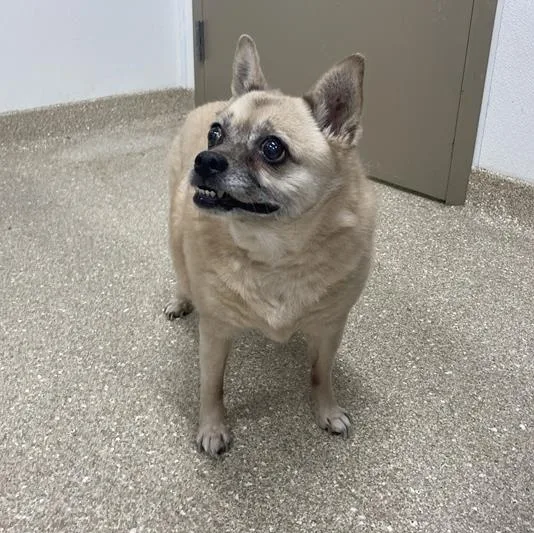 A senior small-sized female Yellow / Tan / Blond / Fawn Chihuahua dog named Carmen for adoption in Prince Frederick, MD