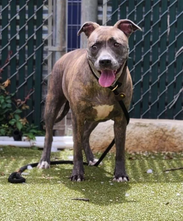 An adult large-sized female Mixed Breed dog named Diamond for adoption in Austin, TX