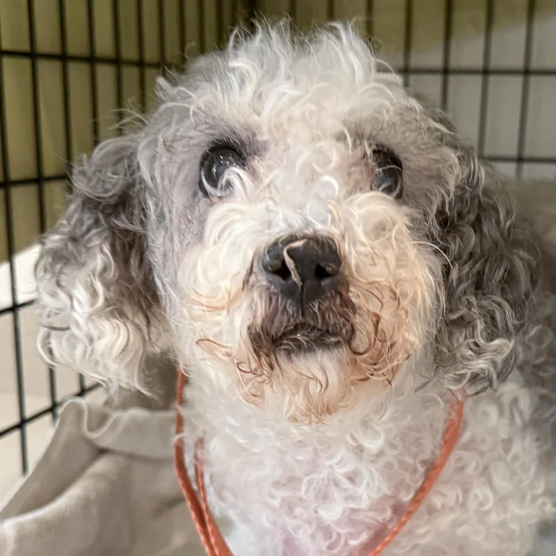 A senior small-sized female White / Cream Mixed Breed dog named Mae for adoption in Evanston, IL