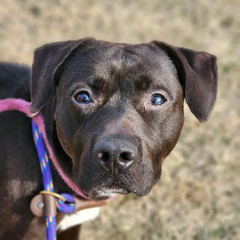 An adult medium-sized female Black Terrier dog named Prim for adoption in O'Fallon, MO