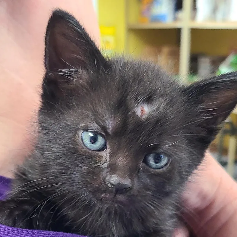 An adult large-sized male Black Domestic Short Hair cat named Timmy for adoption in Canton, IL