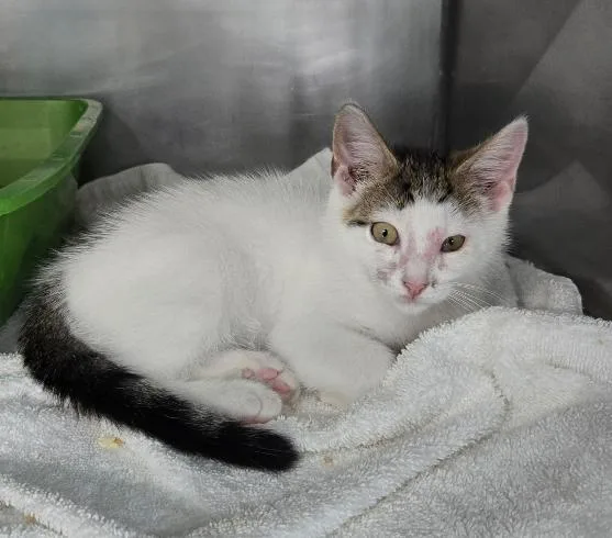 A baby medium-sized male Tabby (Gray / Blue / Silver) Domestic Short Hair cat named August for adoption in Mount Vernon, OH