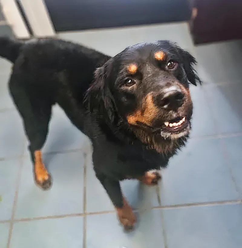 An adult large-sized male Black Mixed Breed dog named Wiley for adoption in Nashville, TN