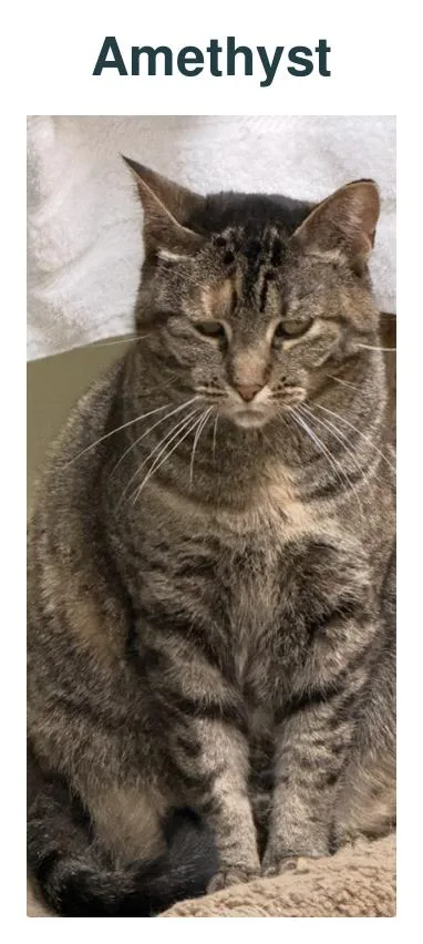 An adult medium-sized female Domestic Short Hair cat named Amethyst for adoption in Richland Center, WI