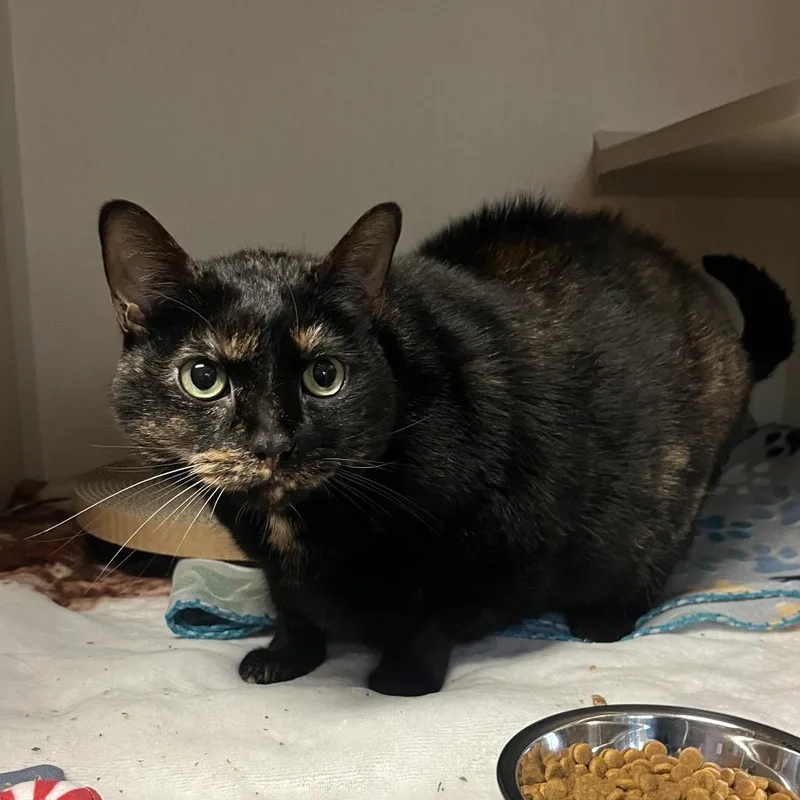 An adult large-sized female Brown / Chocolate Domestic Short Hair cat named Lemon for adoption in Providence, RI