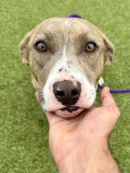 A young medium-sized female Yellow / Tan / Blond / Fawn Mixed Breed dog named Lida for adoption in Wichita, KS