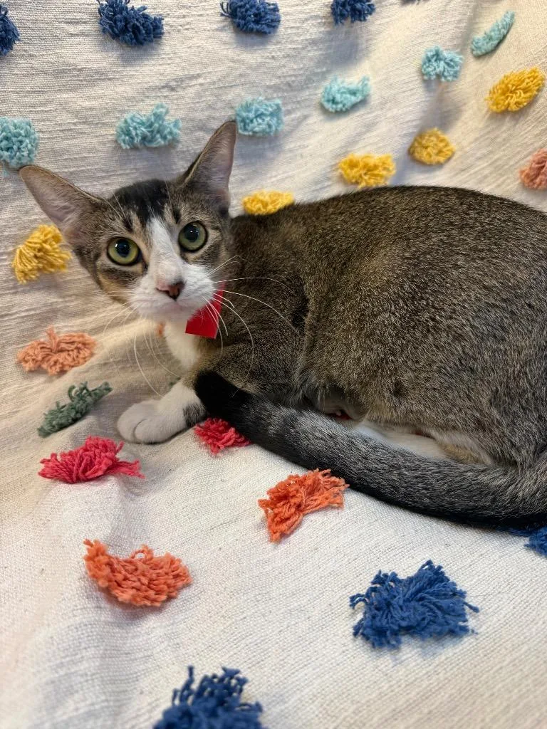 A young medium-sized female Domestic Short Hair cat named Rosa Pawks PA for adoption in Denham Springs, LA