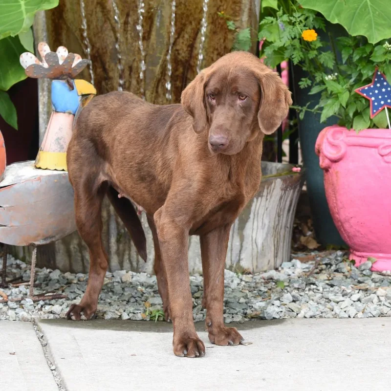 An adult large-sized female Brown / Chocolate Labrador Retriever dog named Harding for adoption in Wake Forest, NC