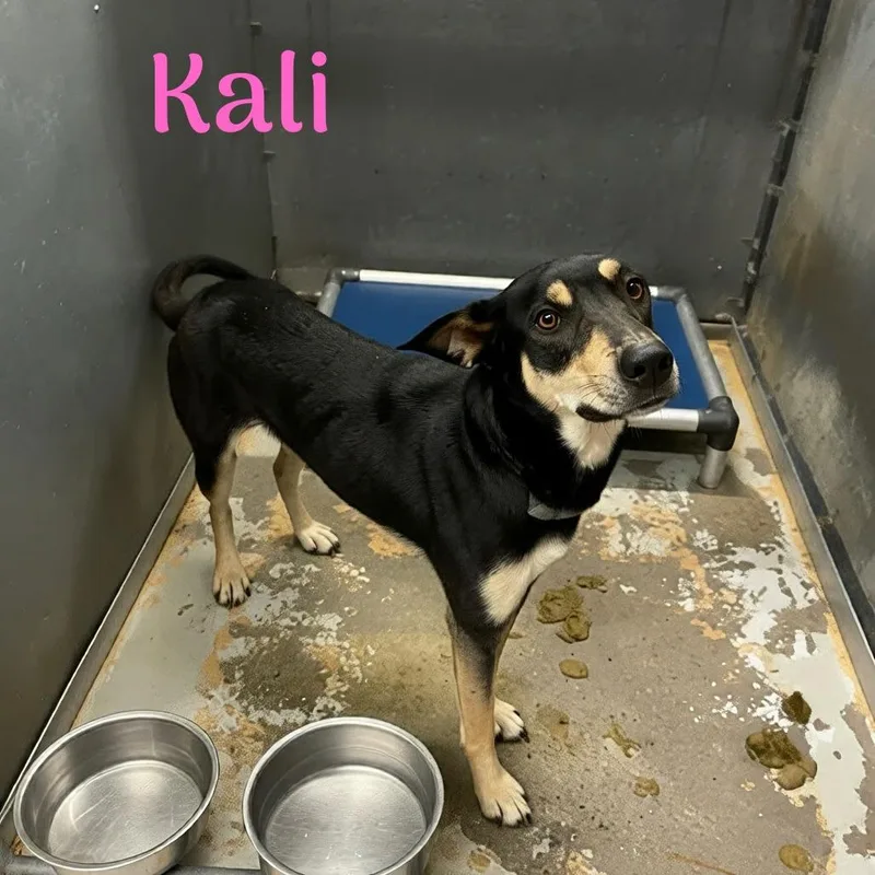 Kali