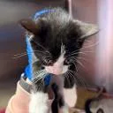A baby small-sized male Black Domestic Short Hair cat named Chasi for adoption in Kansas City, MO