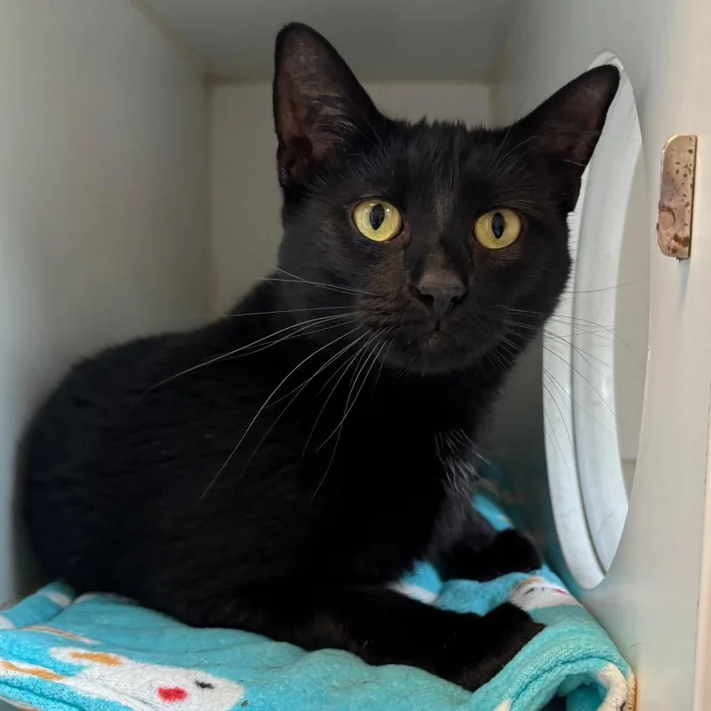 An adult medium-sized female Black Domestic Short Hair cat named Eclaire for adoption in Naperville, IL