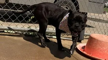An adult medium-sized female Pit Bull Terrier dog named Kiki for adoption in Balch Springs, TX