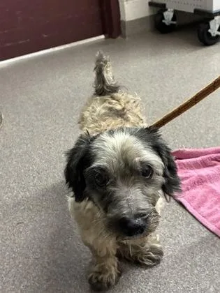 An adult small-sized female Mixed Breed dog named Edith for adoption in Louisburg, NC