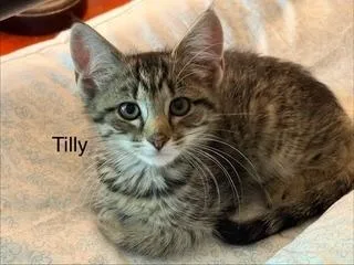 A baby medium-sized female Maine Coon cat named Tilly for adoption in Vienna , VA