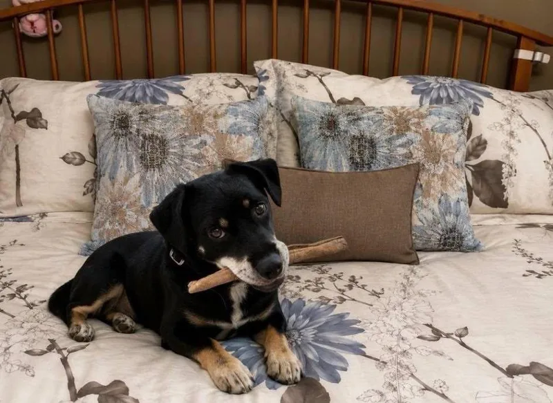 An adult medium-sized male Black Terrier dog named Solomon for adoption in Colleyville, TX
