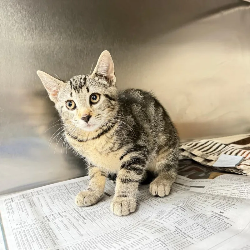 A baby small-sized female Brown / Chocolate Domestic Short Hair cat named Atsu for adoption in Auburn, AL