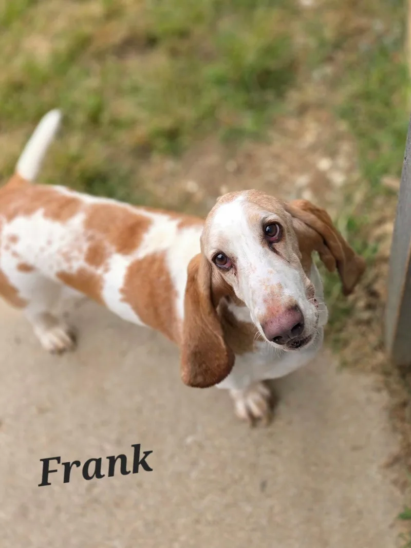An adult medium-sized male Basset Hound dog named Frank for adoption in Brookville, OH