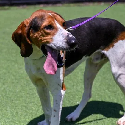 An adult medium-sized male Mixed Breed dog named Boomer for adoption in Westbrook, ME