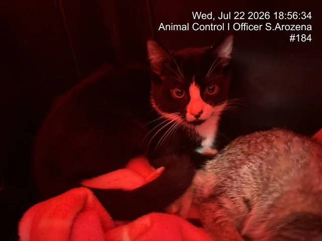 A baby small-sized female Domestic Short Hair cat named Owlette for adoption in Naples, FL