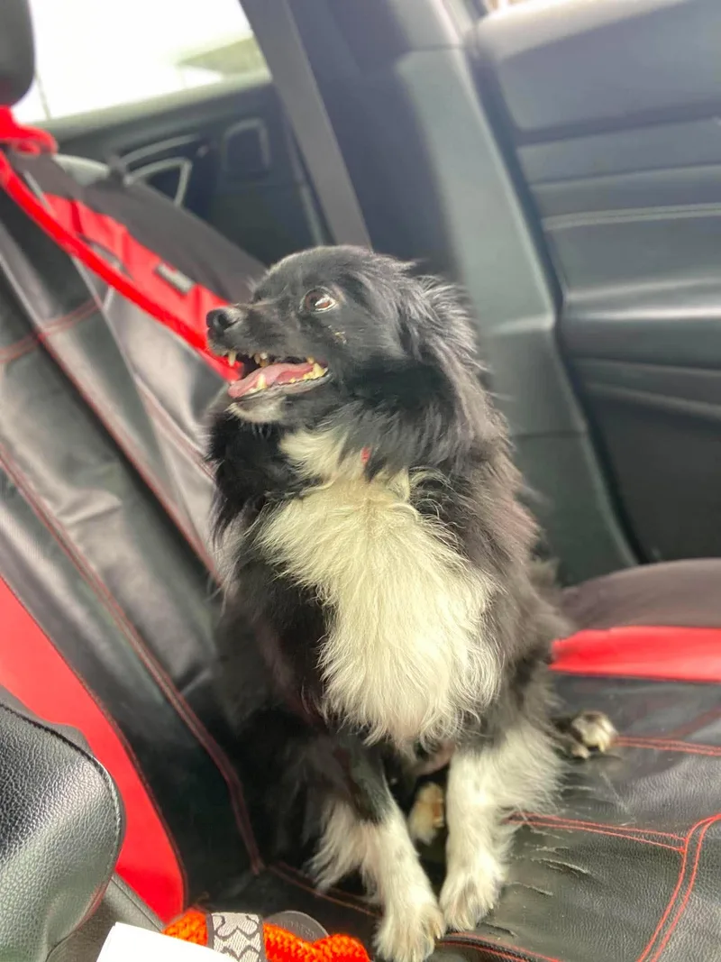 A young medium-sized female Pomeranian dog named Sindy for adoption in Lewistown, PA