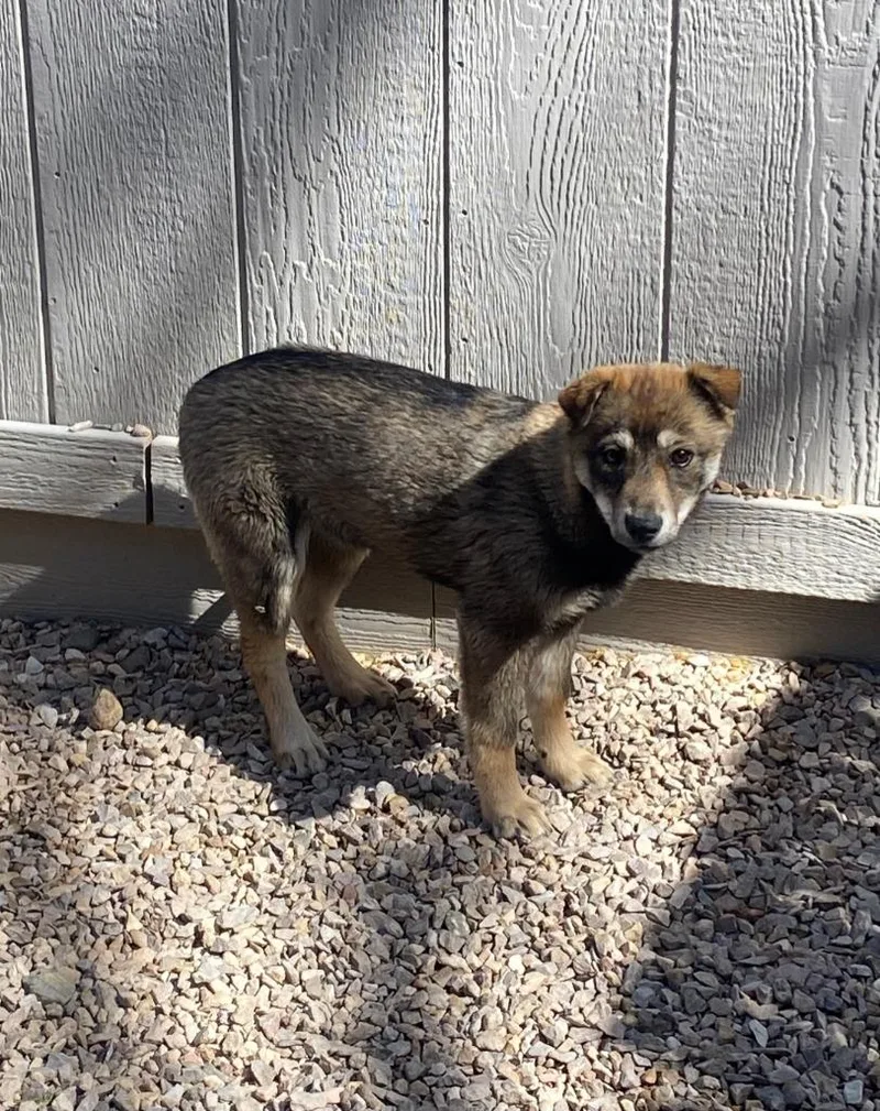 A baby medium-sized female Husky dog named Chardonnay for adoption in Chino Valley, AZ
