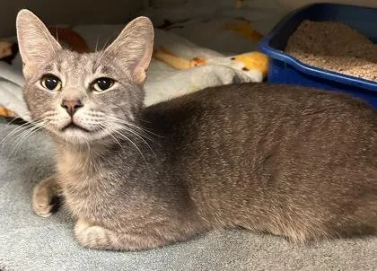 An adult small-sized male Domestic Short Hair cat named Lumos for adoption in Phoenix, AZ