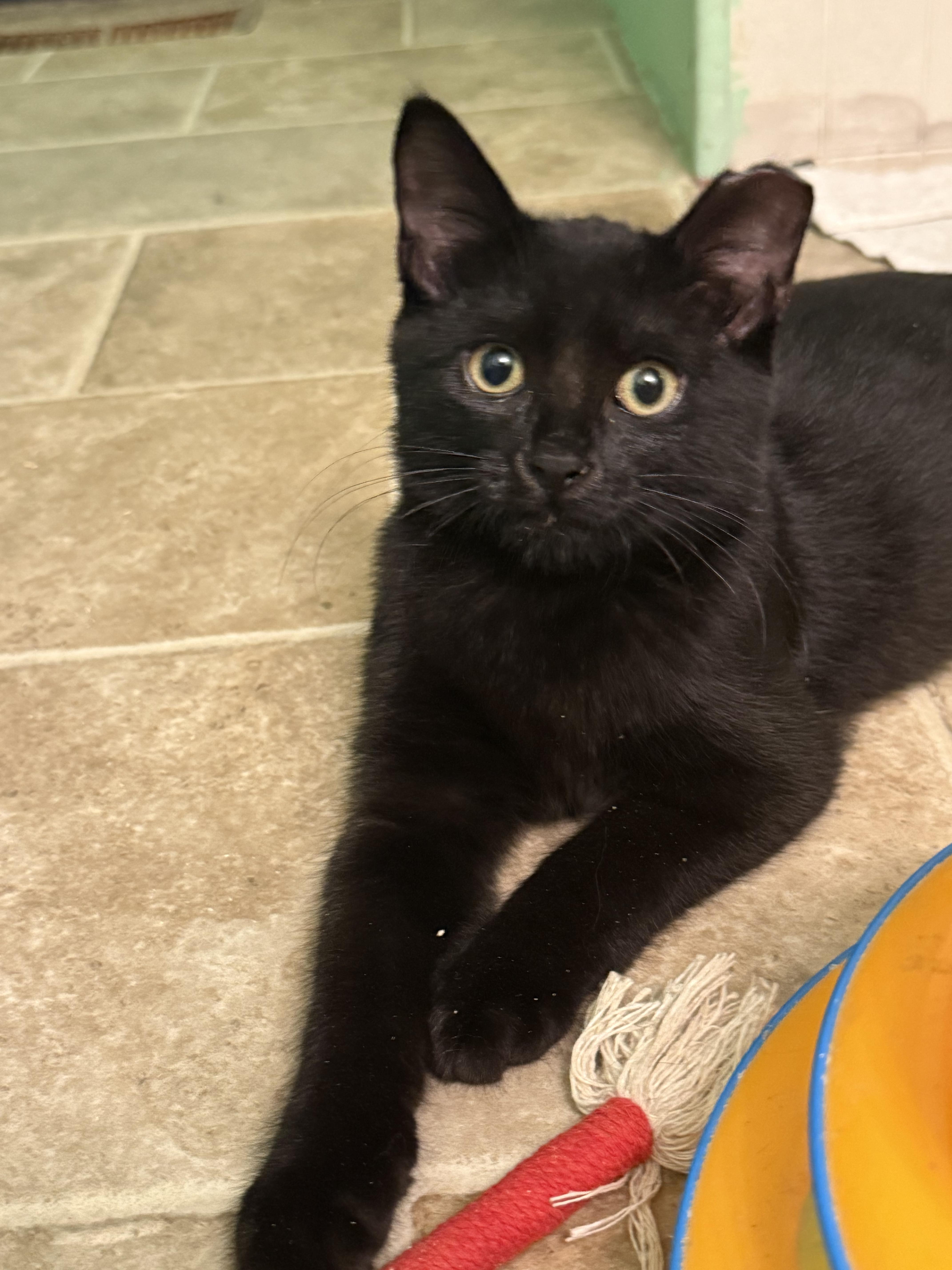 A baby large-sized male Black Domestic Short Hair cat named Spice for adoption in HANSON, MA