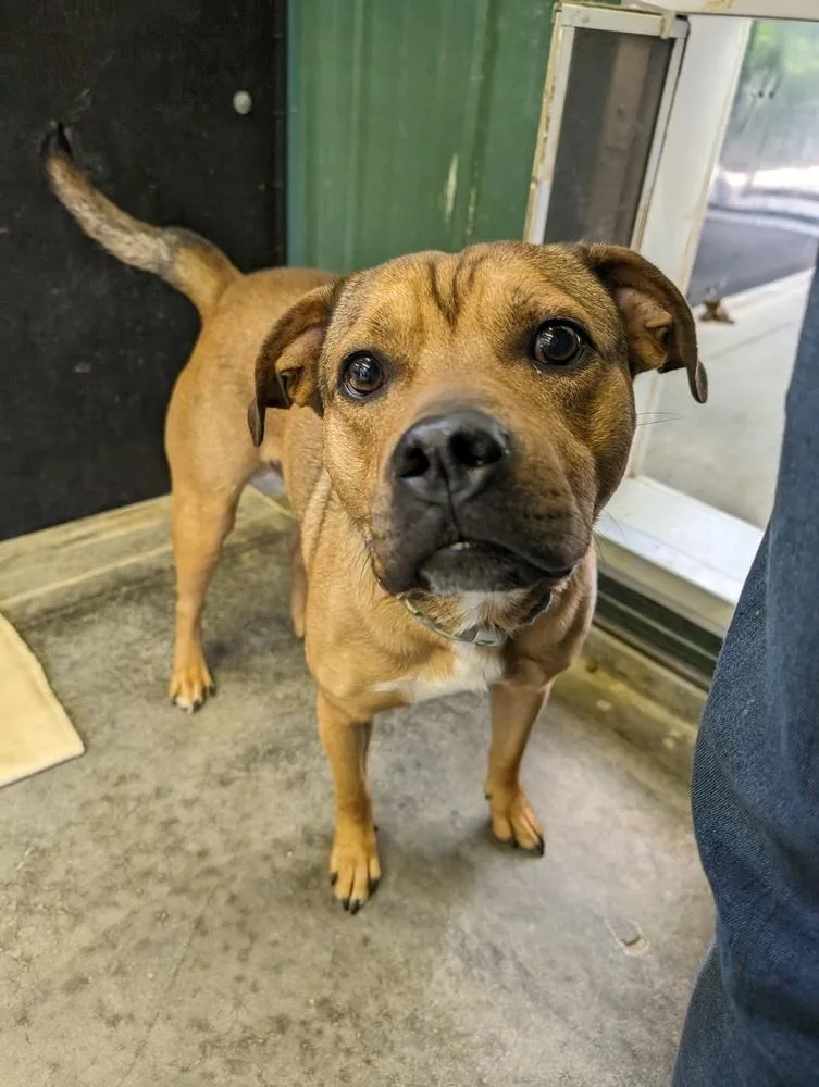 An adult medium-sized male Brown / Chocolate English Bulldog dog named Rc Buddy for adoption in Aurora, IN