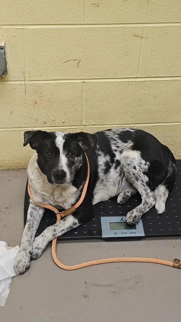A young medium-sized female Cattle Dog dog named Emmy Lou for adoption in Crossville, TN