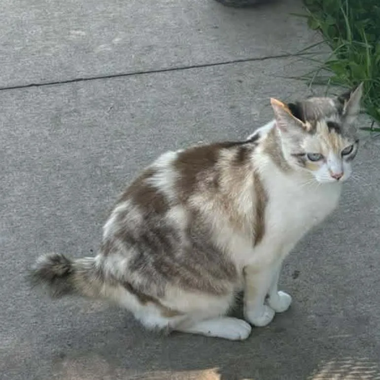 An adult medium-sized female Calico Manx cat named Mommaz for adoption in Granby, MO