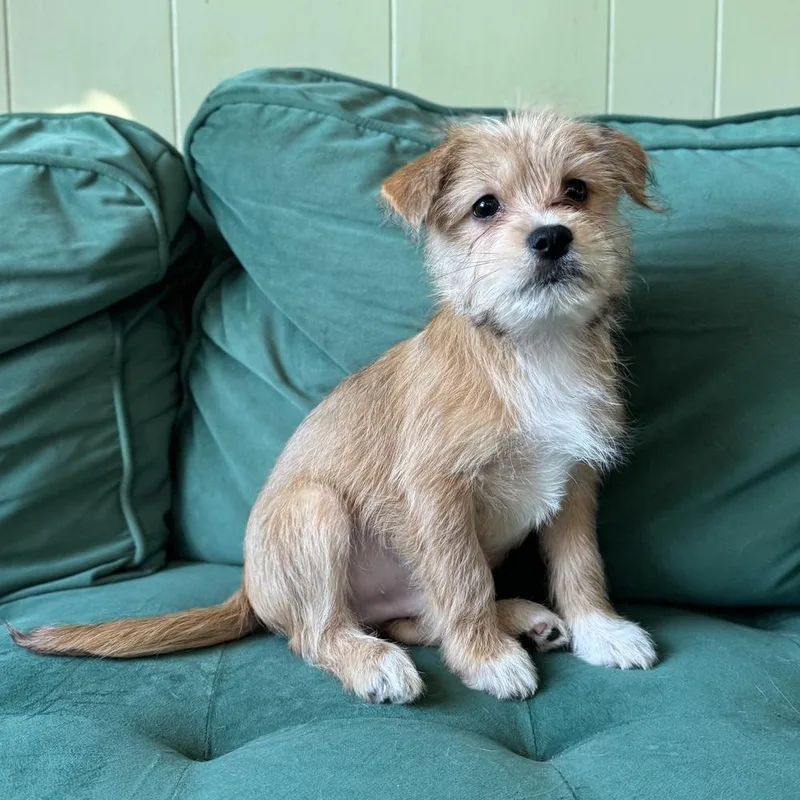 A baby small-sized male Chihuahua dog named Kronk for adoption in China Township, MI